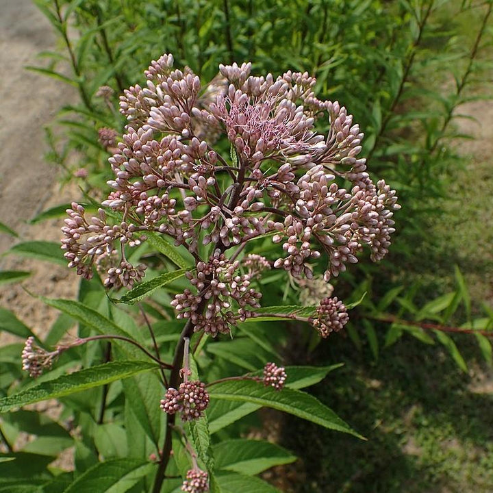 Eupatorium maculatum ~ Spotted Joe Pye Weed-ServeScape