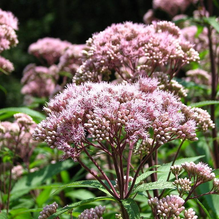 Eupatorium maculatum ~ Spotted Joe Pye Weed-ServeScape