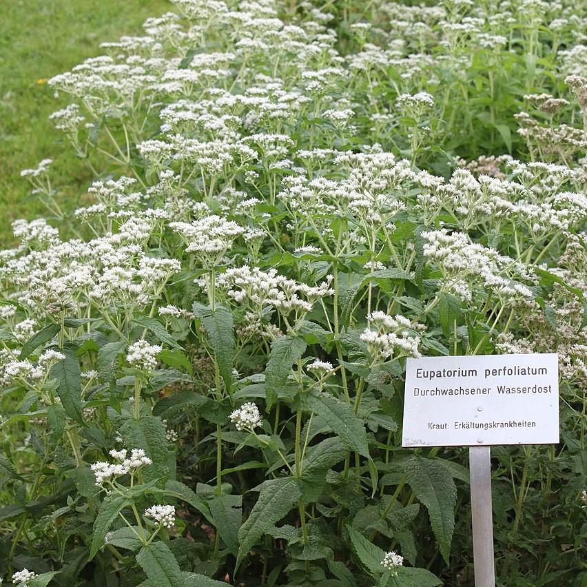 Eupatorium perfoliatum ~ American Boneset-ServeScape