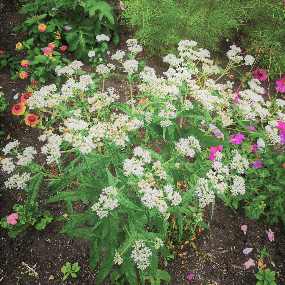 Eupatorium perfoliatum ~ American Boneset-ServeScape