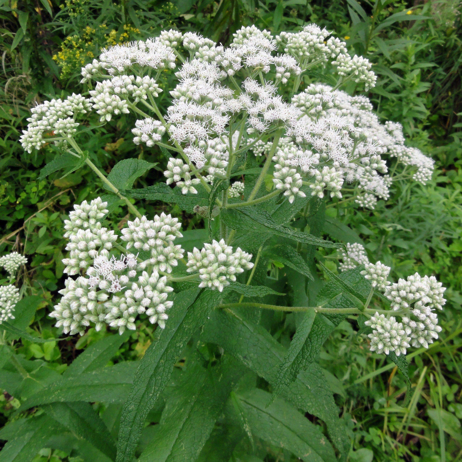 Eupatorium perfoliatum ~ American Boneset - Delivered By ServeScape
