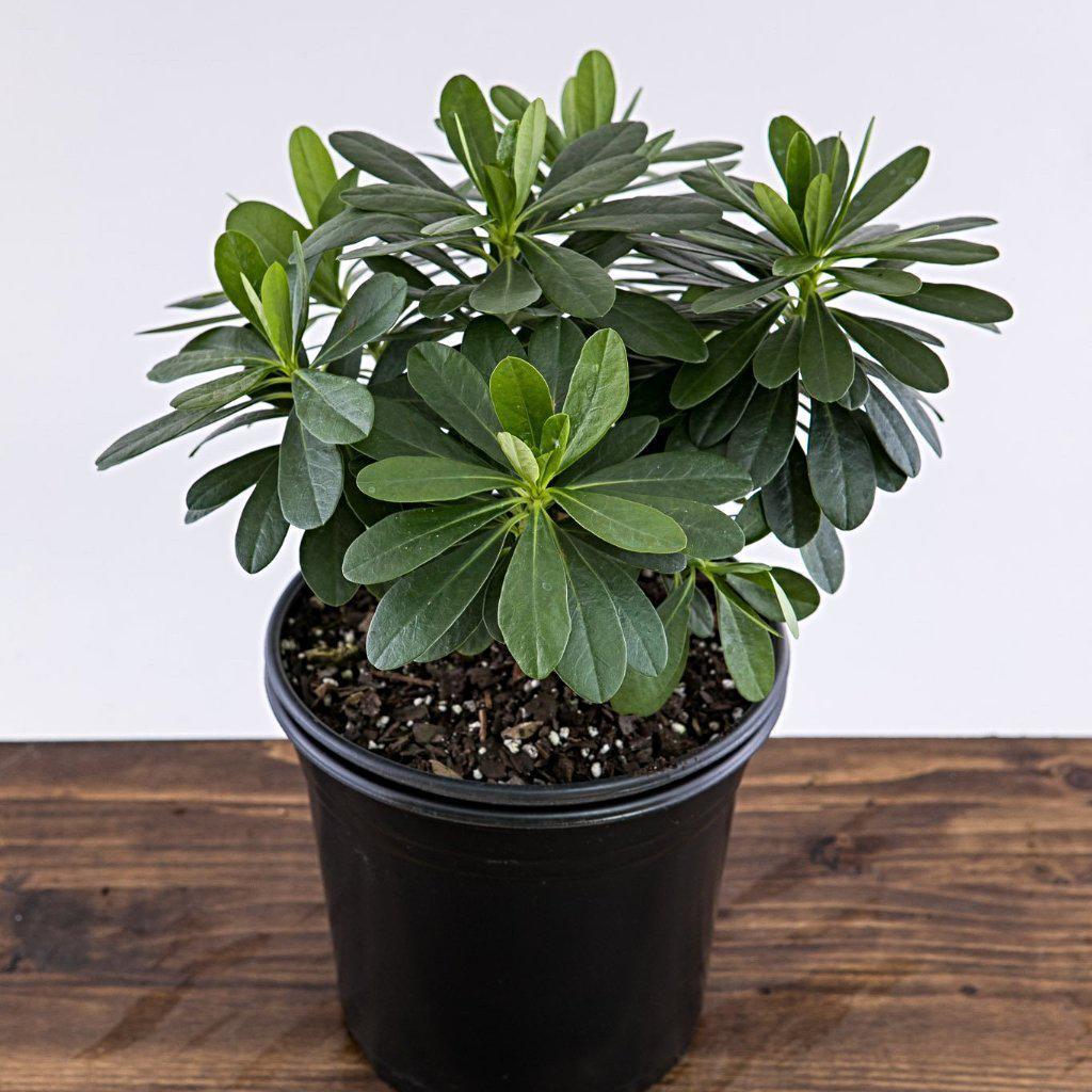 Euphorbia amygdaloides var. robbiae  ~ Wood Spurge - Delivered By ServeScape