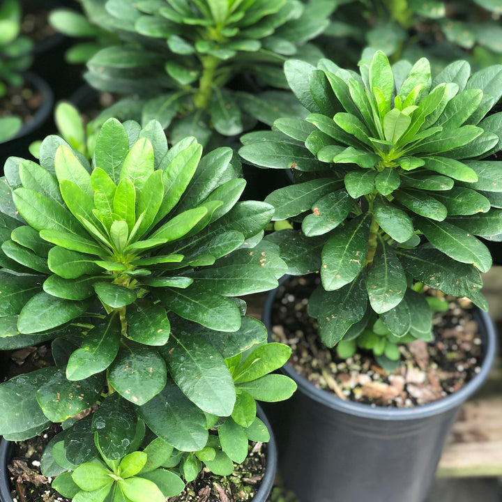 Euphorbia amygdaloides var. robbiae ~ Wood Spurge-ServeScape