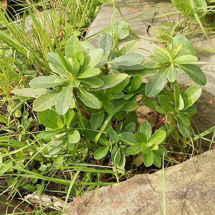 Euphorbia amygdaloides var. robbiae ~ Wood Spurge-ServeScape