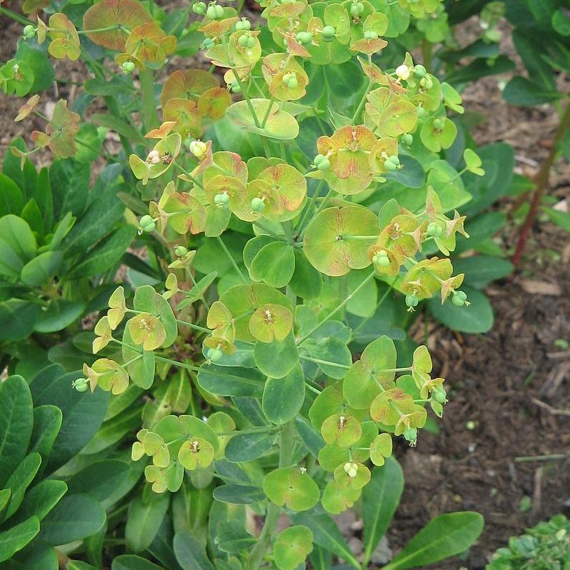 Euphorbia amygdaloides var. robbiae ~ Wood Spurge-ServeScape