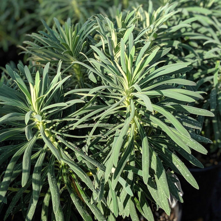 Euphorbia characias ssp. wulfenii 'Shorty' PP19808 ~ Dwarf Spurge, Shorty Euphoriba
