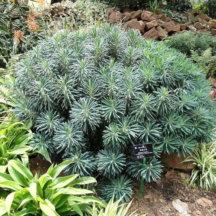 Euphorbia characias ssp. wulfenii 'Shorty' PP19808 ~ Dwarf Spurge, Shorty Euphoriba