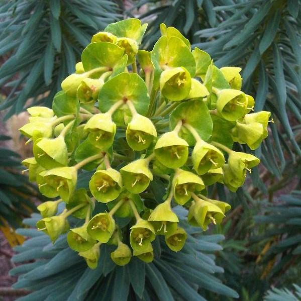 Euphorbia characias ssp. wulfenii 'Shorty' PP19808 ~ Dwarf Spurge, Shorty Euphoriba