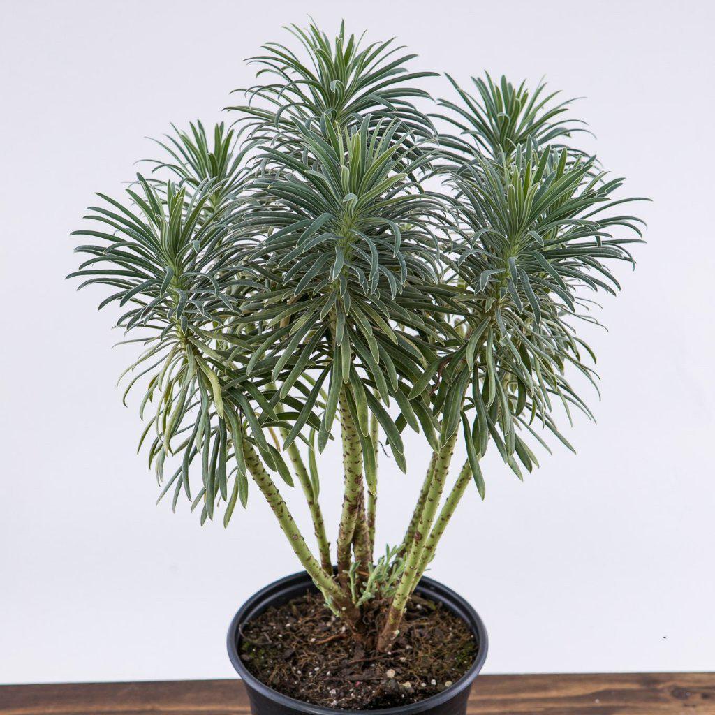 Euphorbia characias ssp. wulfenii 'Shorty' PP19808 ~ Dwarf Spurge, Shorty Euphoriba