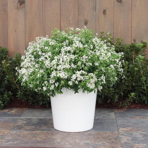 Euphorbia hybrid 'IInchadiacl' ~ Diamond Snow® Euphorbia-ServeScape