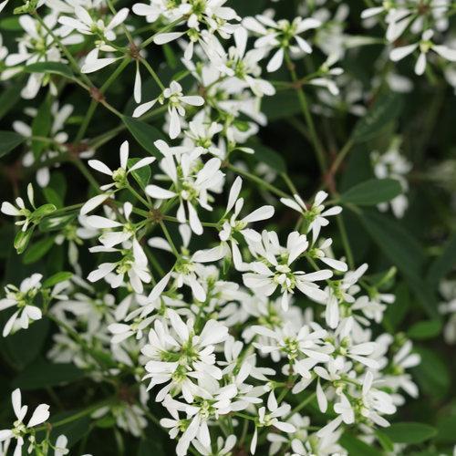Euphorbia hybrid 'IInchadiacl' ~ Diamond Snow® Euphorbia-ServeScape