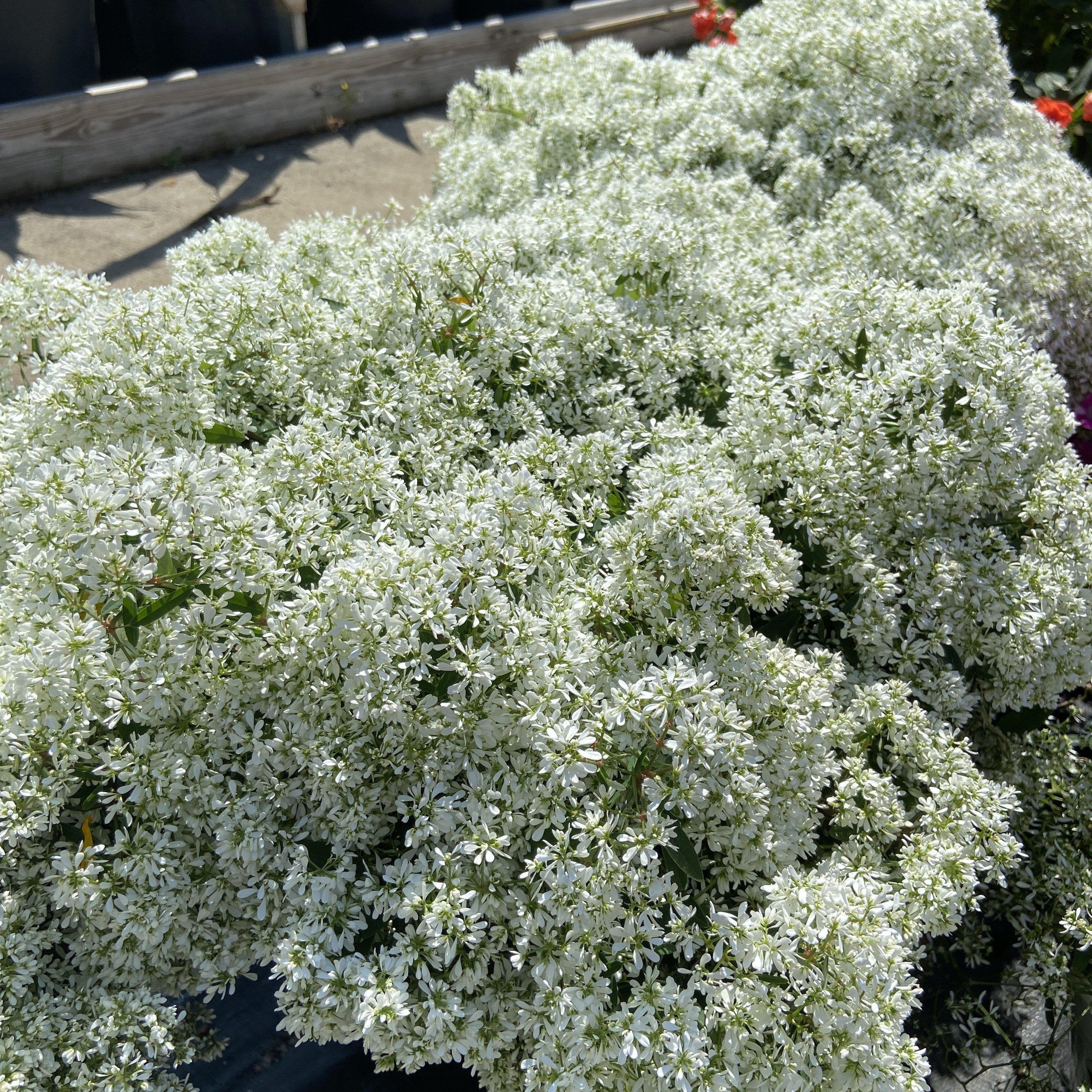 Westhoff euphorbia-starblast-snowdrift-001