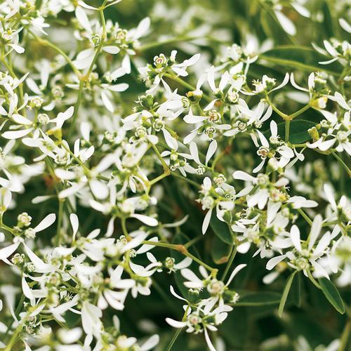 Euphorbia hydrid 'Inneuphdia' PP 17,567 ~ Diamond Frost® Euphorbia