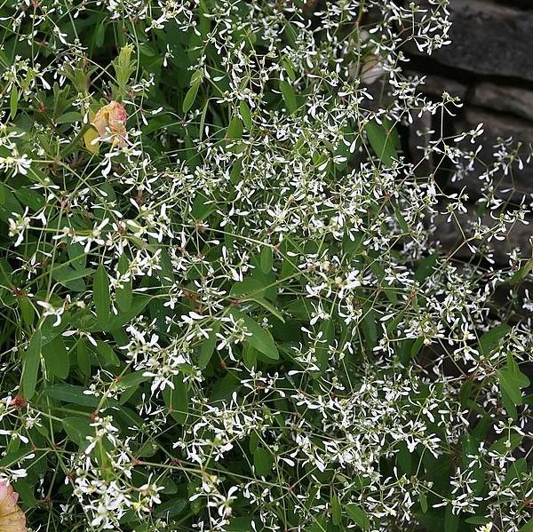 Euphorbia hydrid 'Inneuphdia' PP 17,567 ~ Diamond Frost® Euphorbia