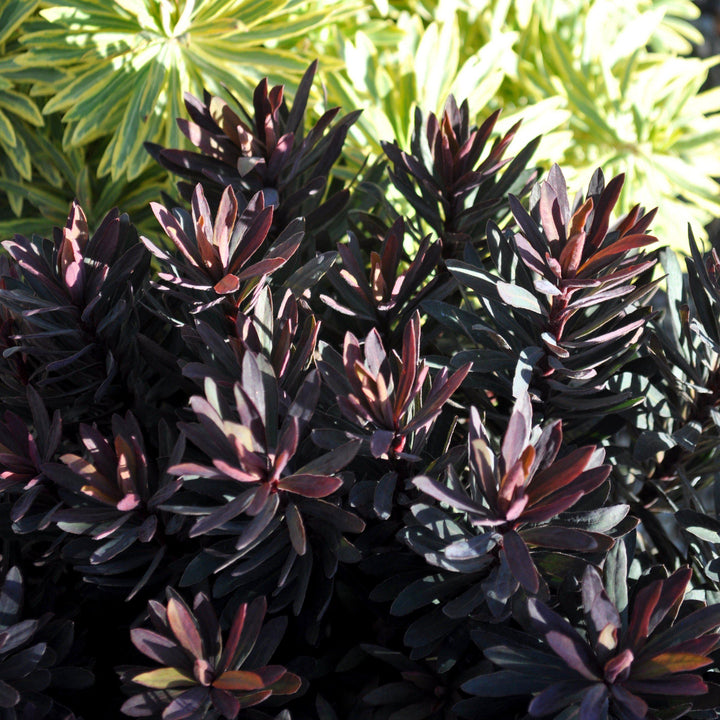 Euphorbia polychroma 'Bonfire' ~ Bonfire Cushion Spurge-ServeScape