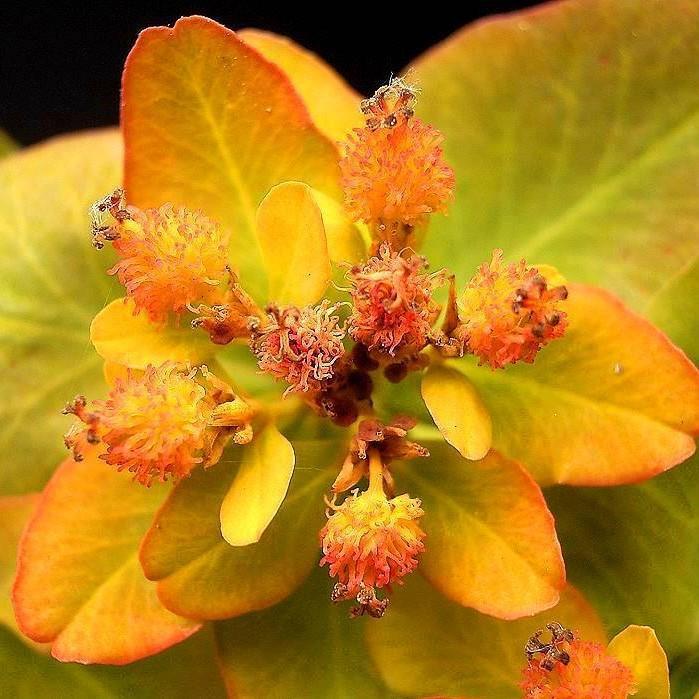 Euphorbia polychroma 'Bonfire' ~ Bonfire Cushion Spurge - Delivered By ServeScape