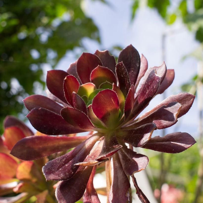 Euphorbia polychroma 'Bonfire' ~ Bonfire Cushion Spurge-ServeScape