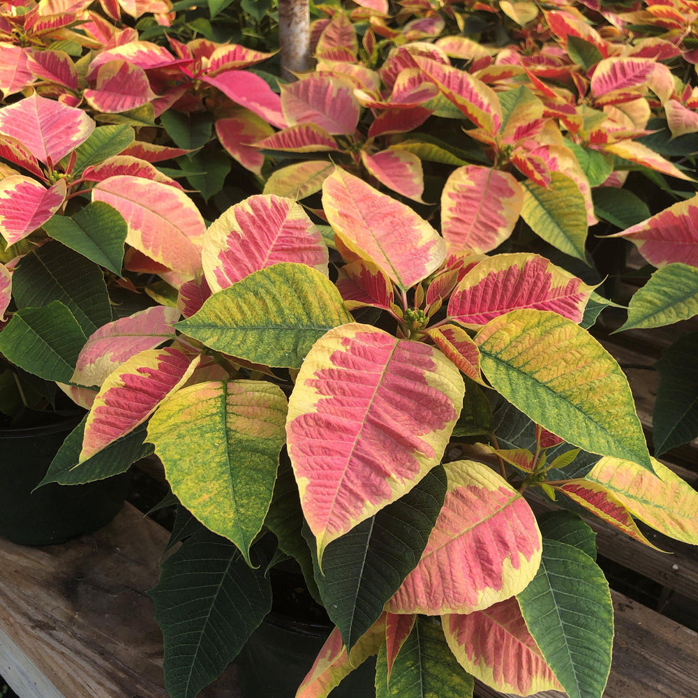 Euphorbia pulcherrima 'Christmas Beauty Marble' ~ Christmas Beauty Marble Poinsettia-ServeScape