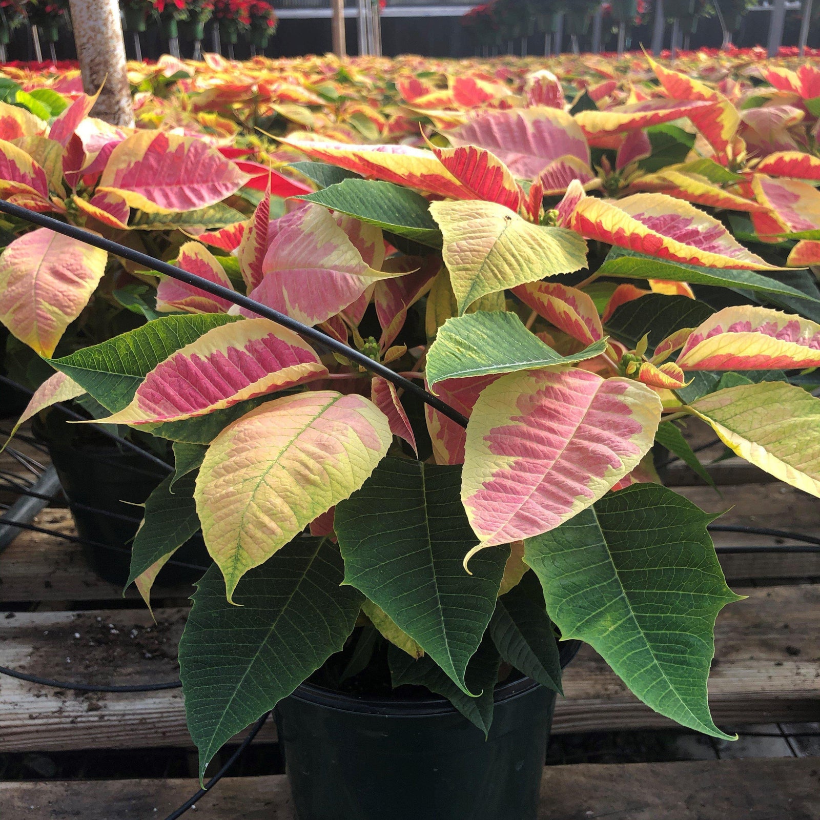 Euphorbia pulcherrima 'Christmas Beauty Marble' ~ Christmas Beauty Marble Poinsettia-ServeScape