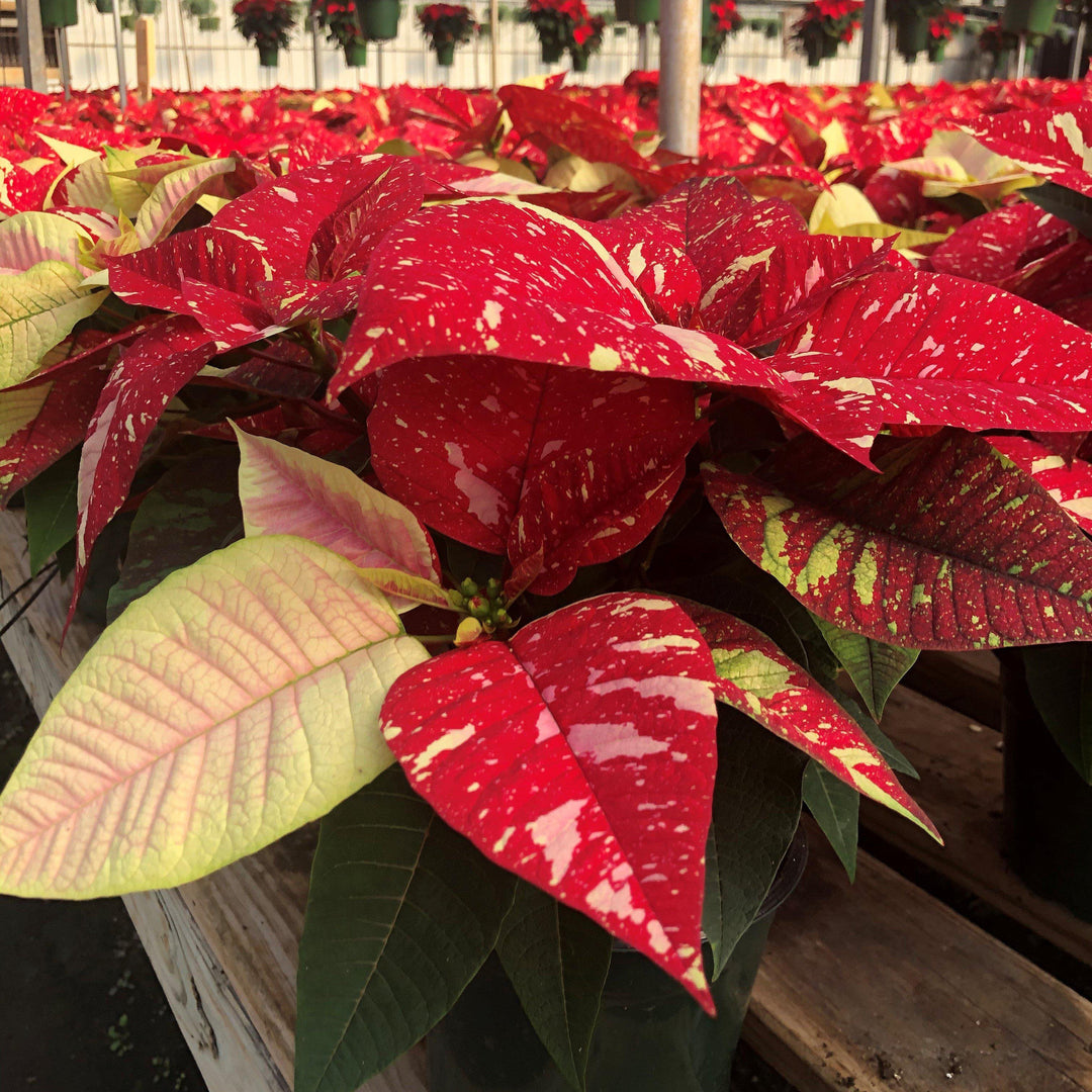 Euphorbia pulcherrima 'Jingle Bell' ~ Jingle Bell Poinsettia-ServeScape
