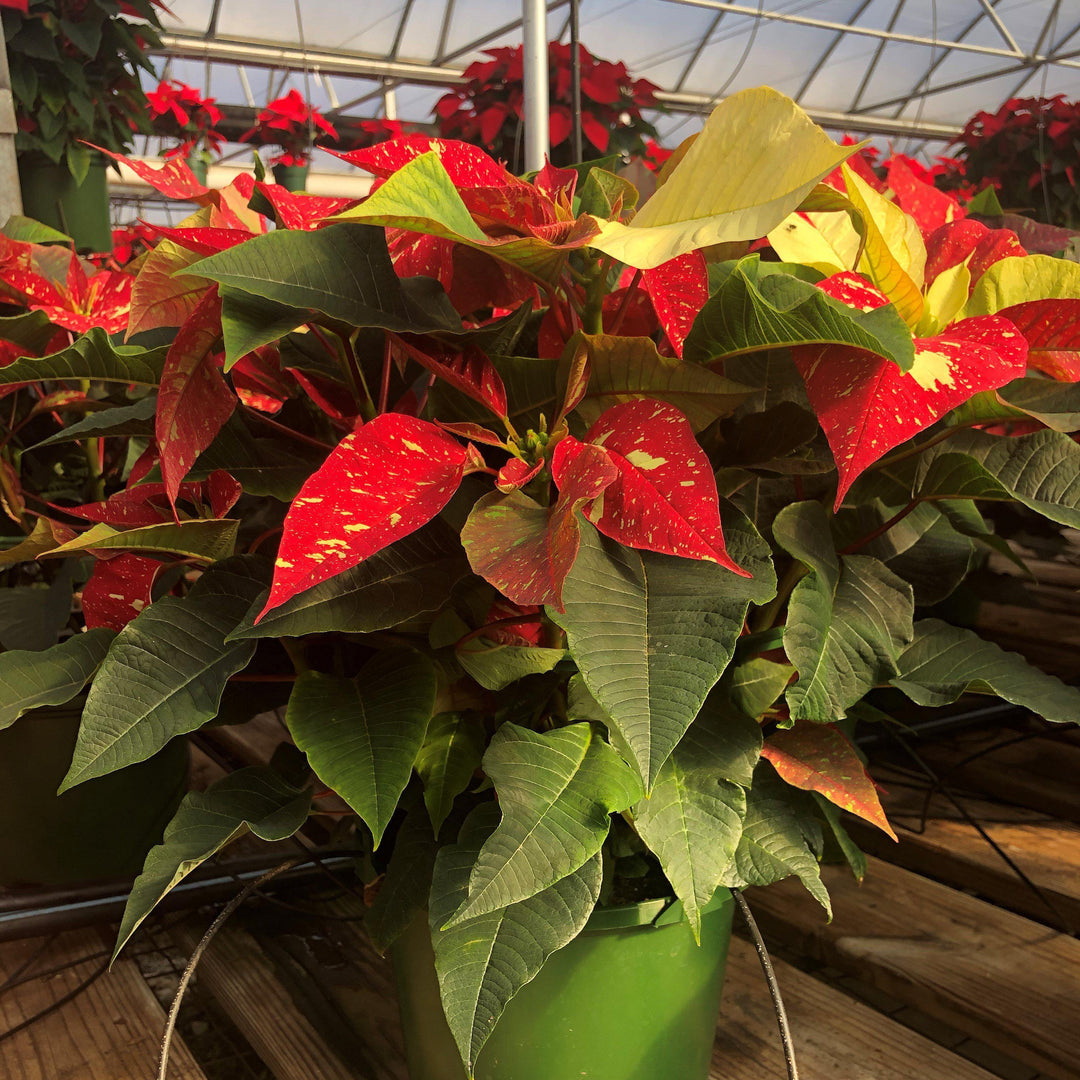Euphorbia pulcherrima 'Jingle Bell' ~ Jingle Bell Poinsettia-ServeScape