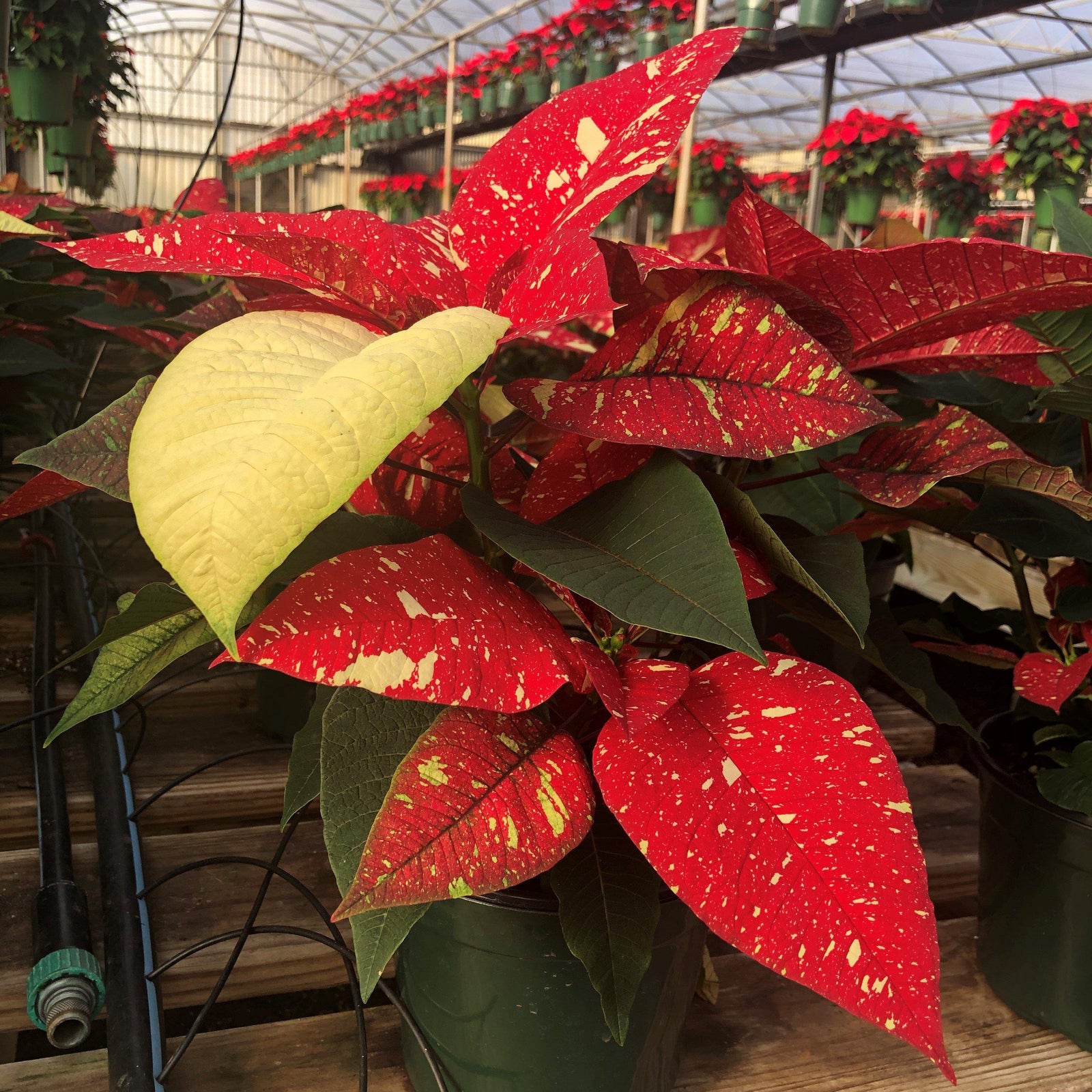 Euphorbia pulcherrima 'Jingle Bell' ~ Jingle Bell Poinsettia-ServeScape