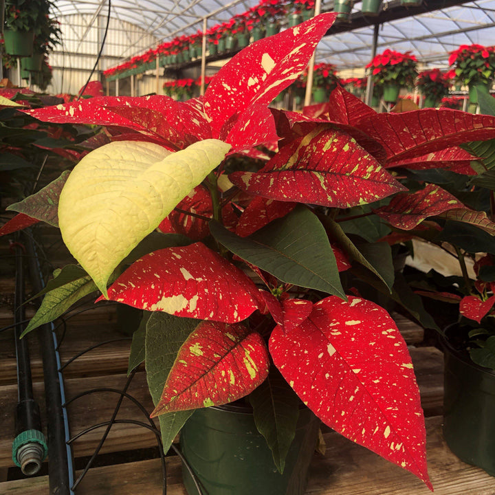 Euphorbia pulcherrima 'Jingle Bell' ~ Jingle Bell Poinsettia-ServeScape