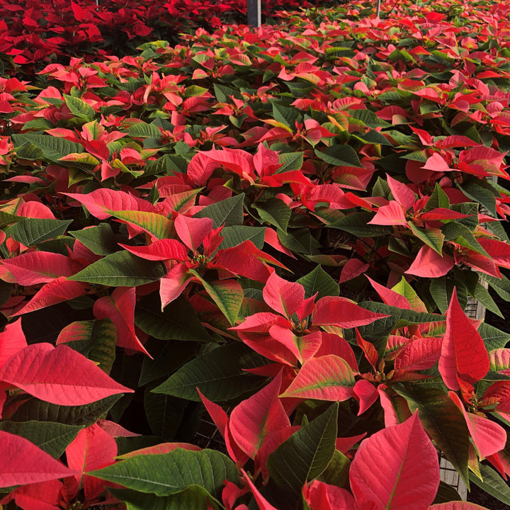 Euphorbia pulcherrima ~ Poinsettia, Pink-ServeScape