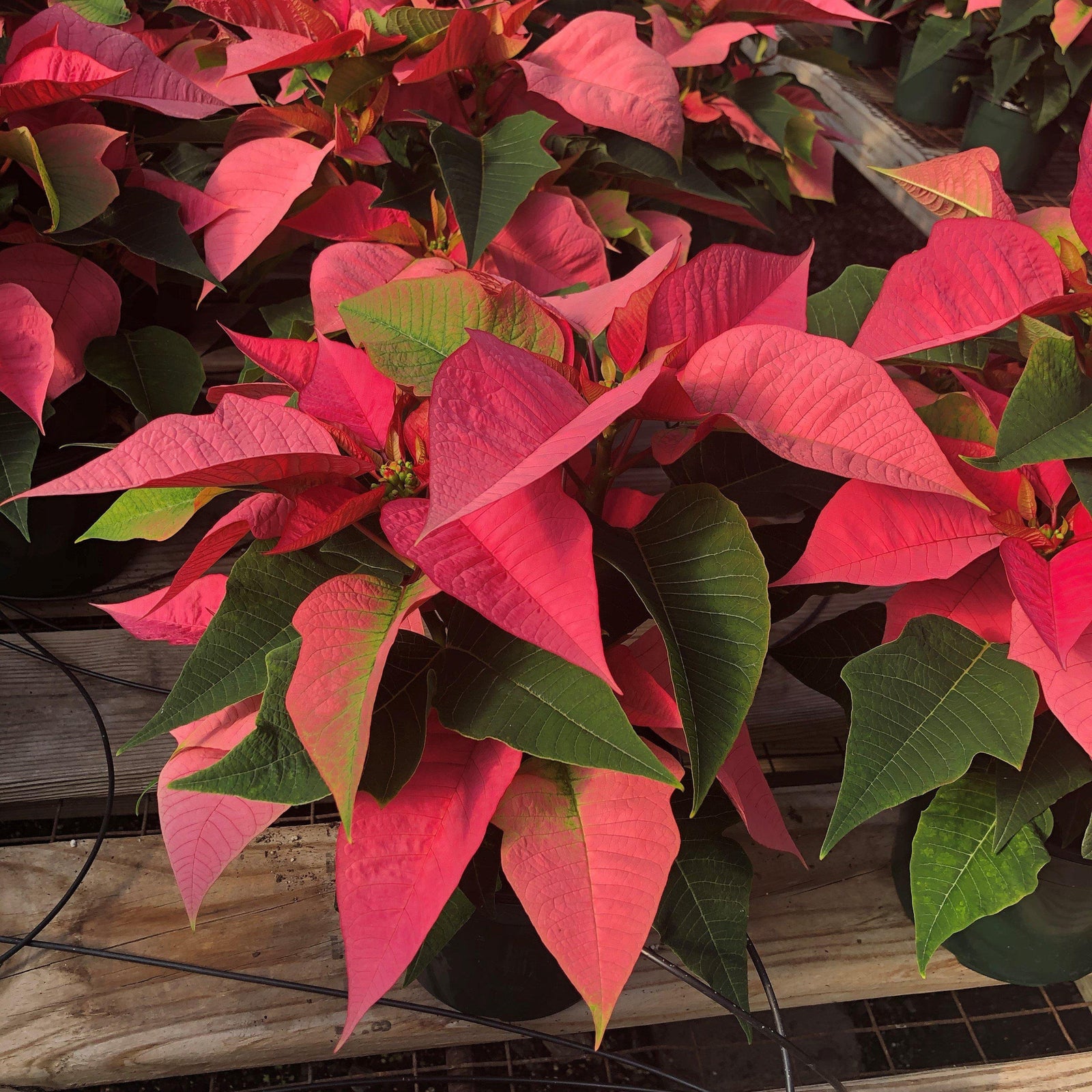 Euphorbia pulcherrima ~ Poinsettia, Pink-ServeScape