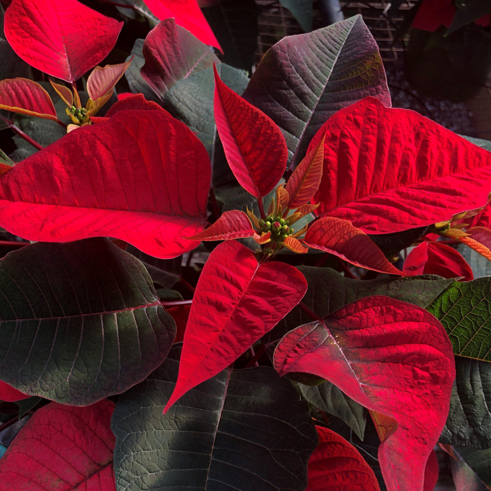 Euphorbia pulcherrima ~ Poinsettia, Red-ServeScape