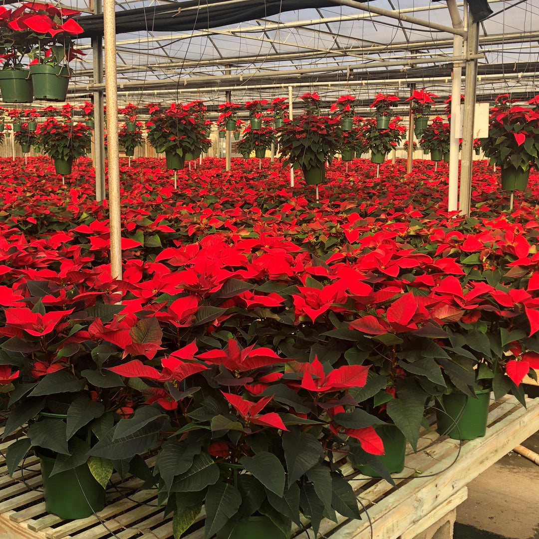 Euphorbia pulcherrima ~ Poinsettia, Red-ServeScape