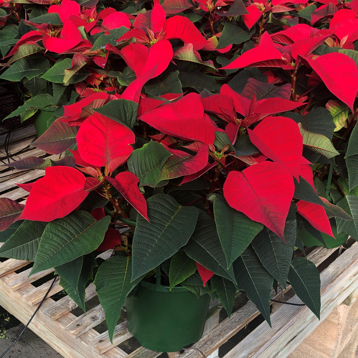 Euphorbia pulcherrima ~ Poinsettia, Red-ServeScape