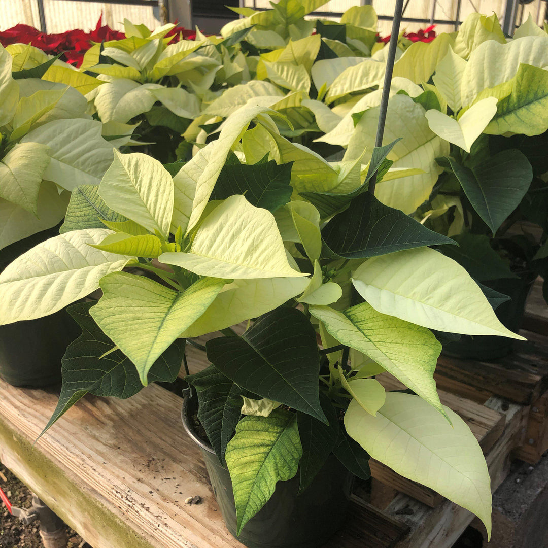 Euphorbia pulcherrima ~ Poinsettia, White-ServeScape