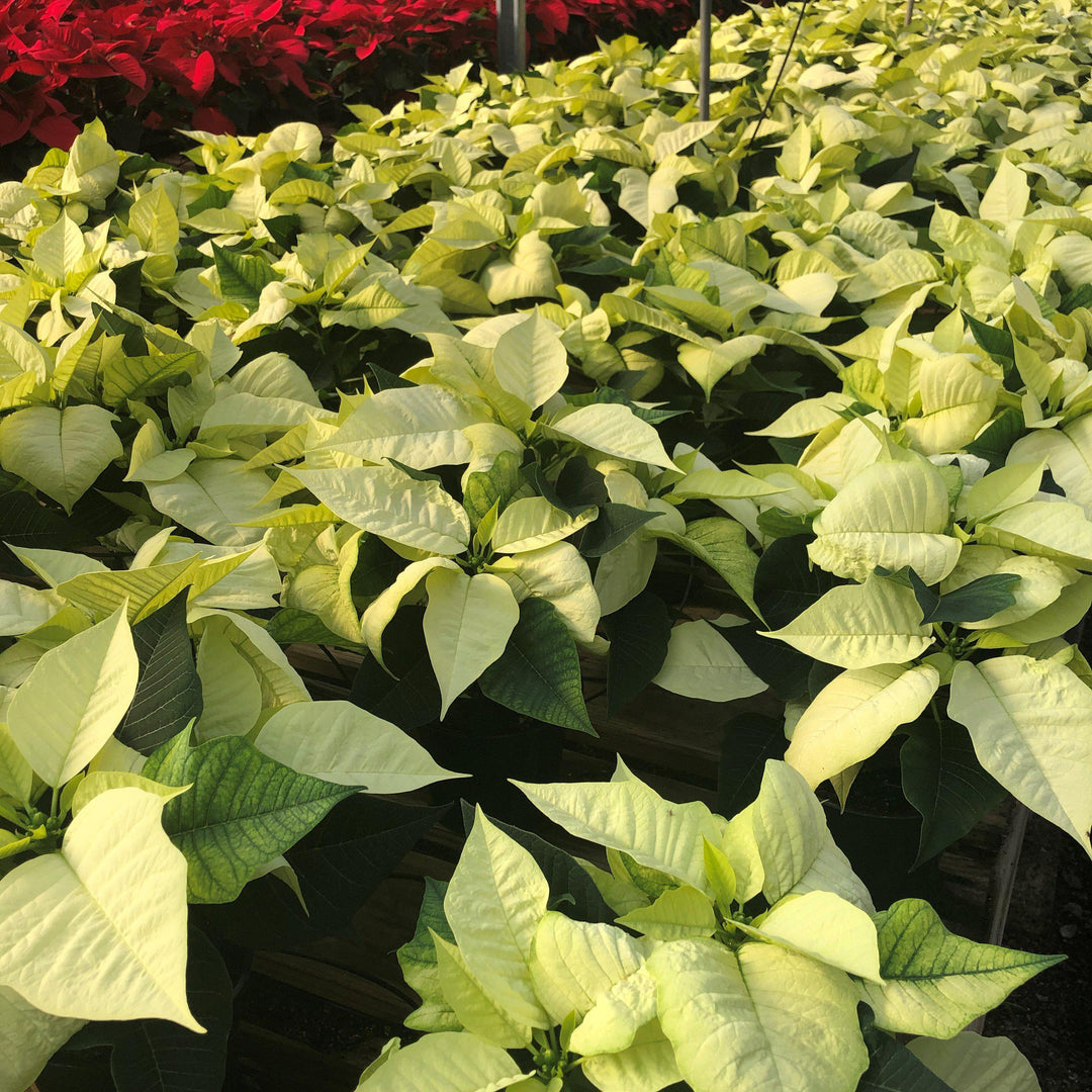 Euphorbia pulcherrima ~ Poinsettia, White-ServeScape