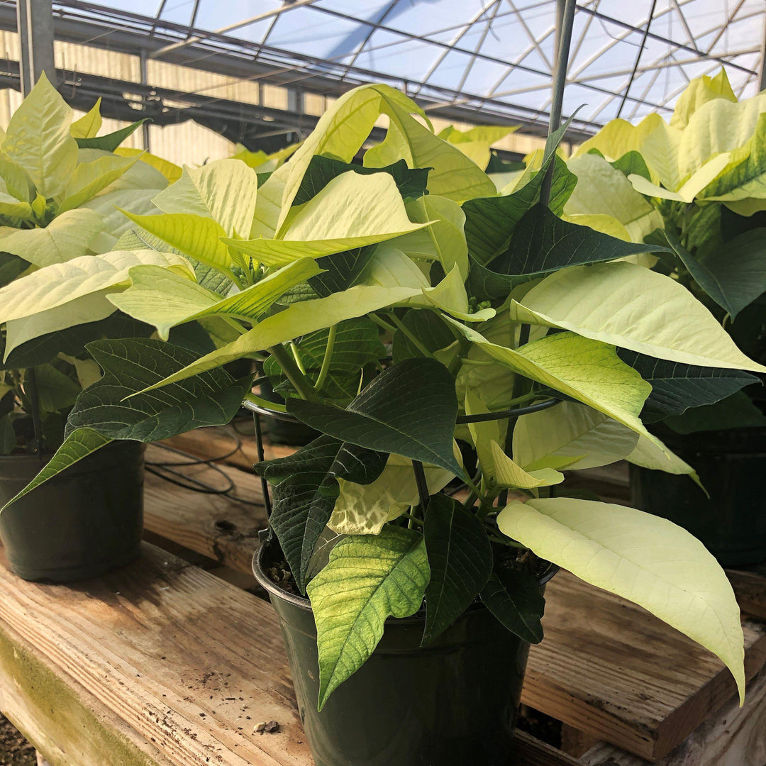 Euphorbia pulcherrima ~ Poinsettia, White-ServeScape