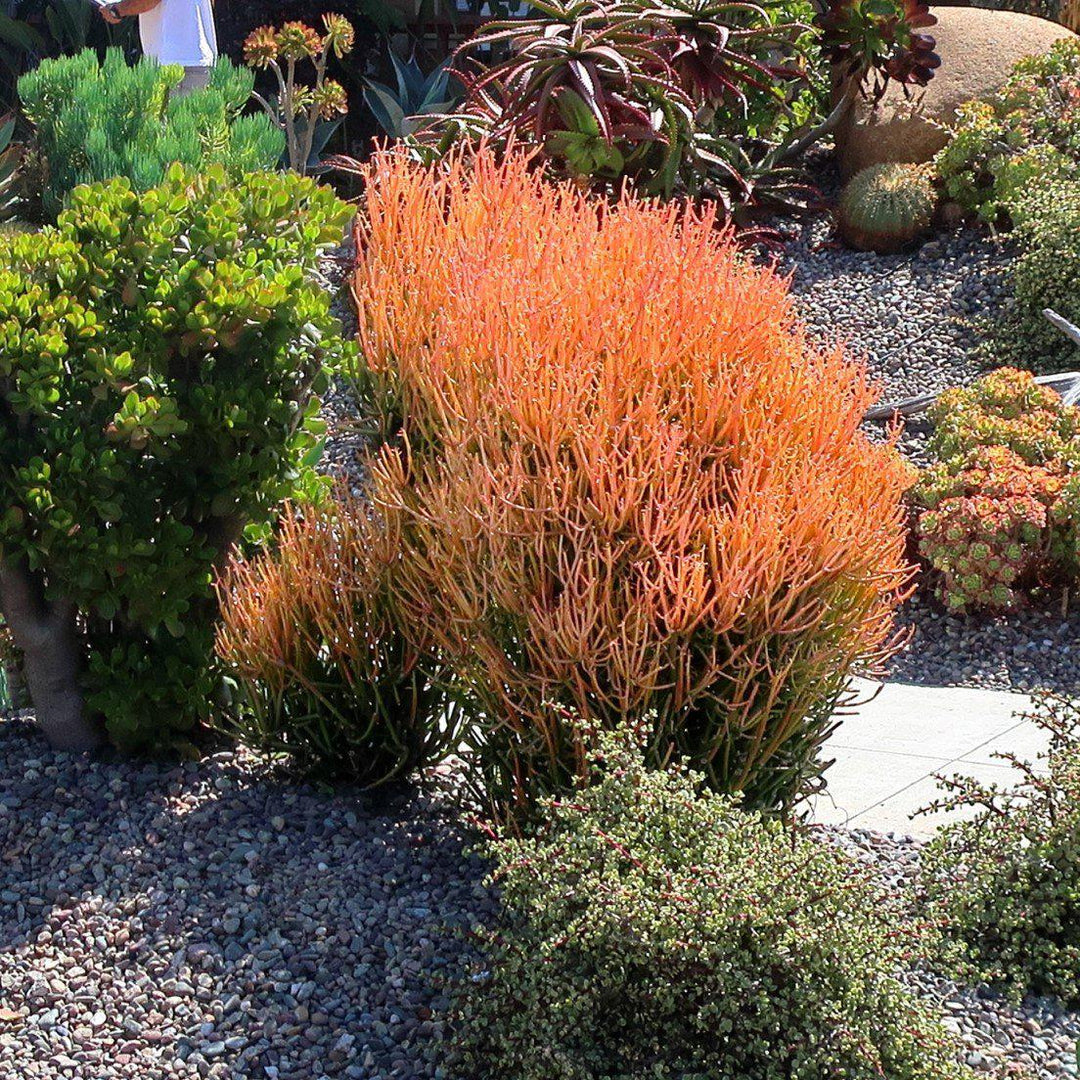 Euphorbia tirucalli 'Sticks on Fire' ~ Red Pencil Tree-ServeScape