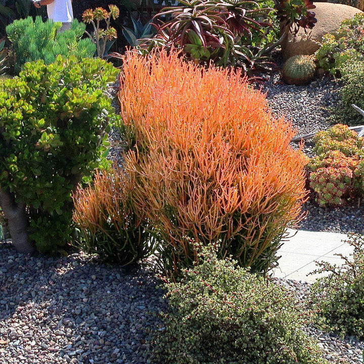 Euphorbia tirucalli 'Sticks on Fire' ~ Red Pencil Tree-ServeScape
