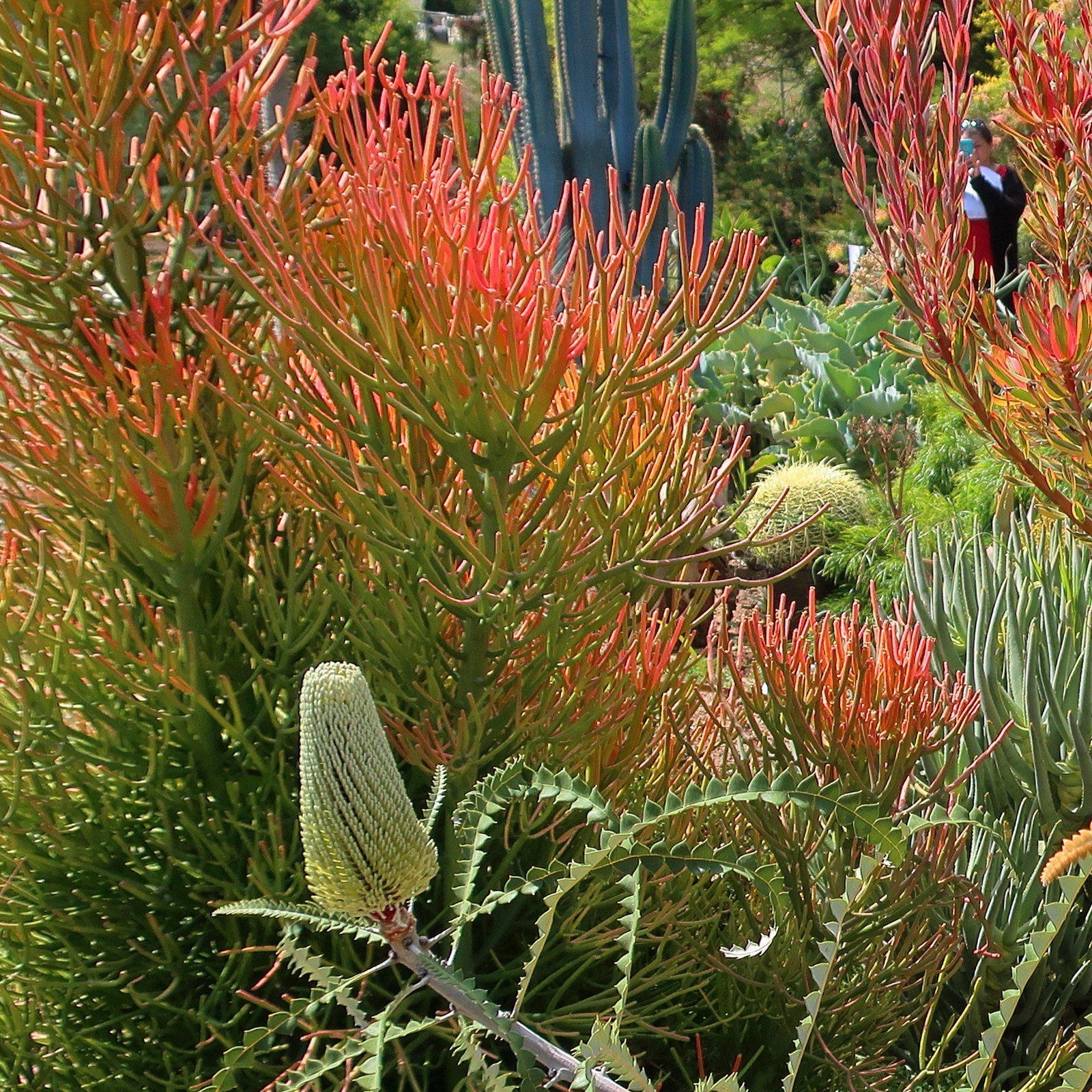 Euphorbia tirucalli 'Sticks on Fire' ~ Red Pencil Tree-ServeScape
