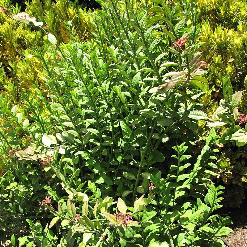 Euphorbia tithymaloides ~ Devil's Backbone, Slipper Plant-ServeScape