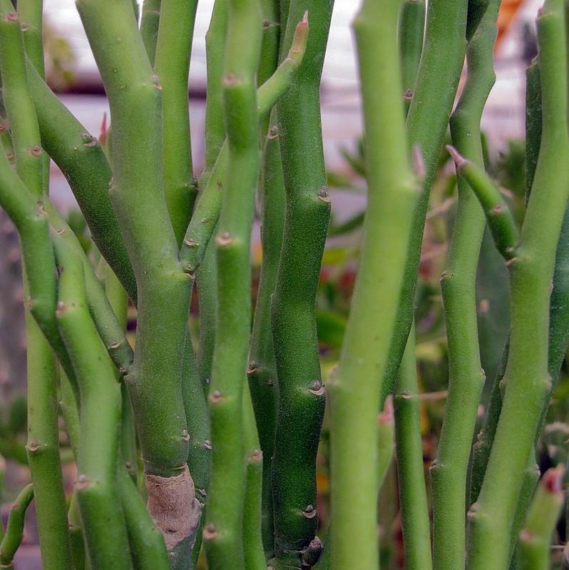 Euphorbia tithymaloides ~ Devil's Backbone, Slipper Plant-ServeScape