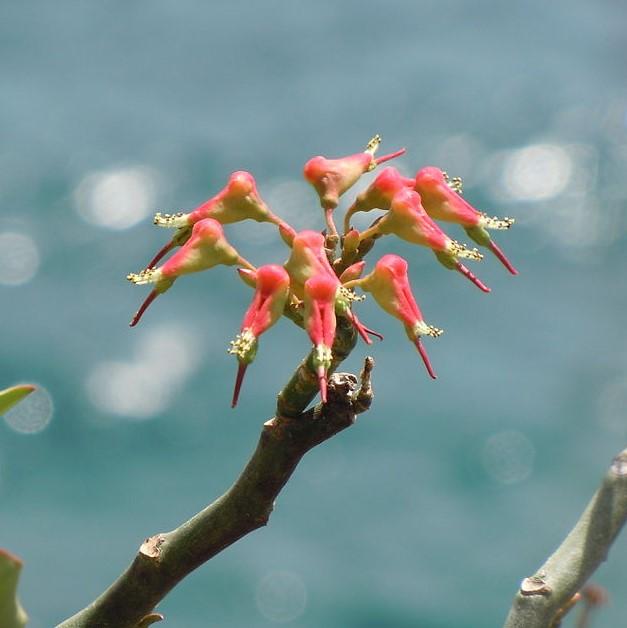 Euphorbia tithymaloides ~ Devil's Backbone, Slipper Plant-ServeScape