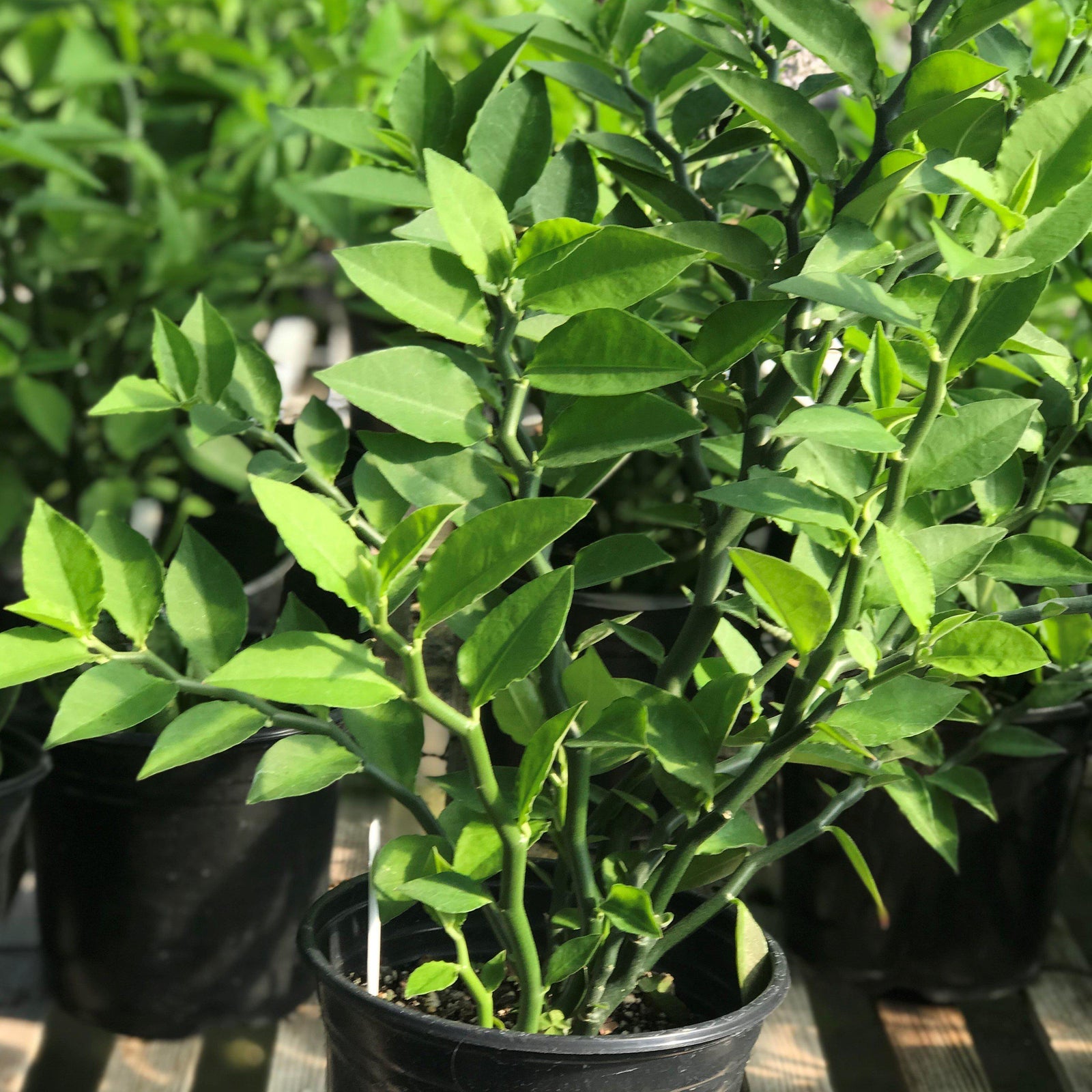 Euphorbia tithymaloides ~ Devil's Backbone, Slipper Plant - Delivered By ServeScape