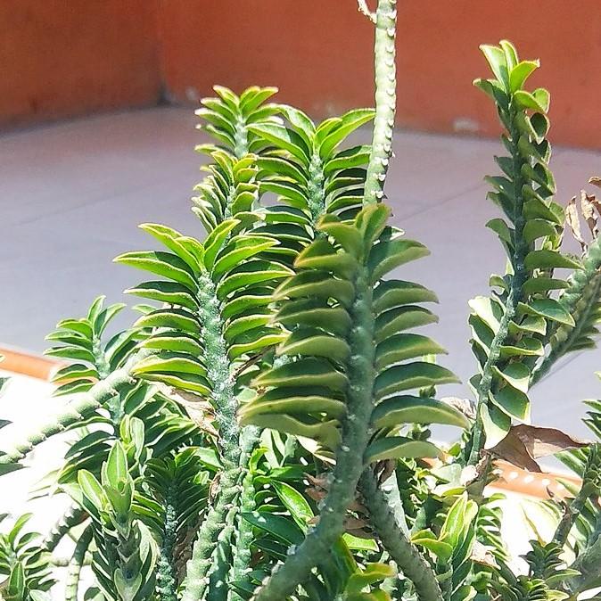 Euphorbia tithymaloides 'Nana' ~ Dwarf Devil's Backbone-ServeScape