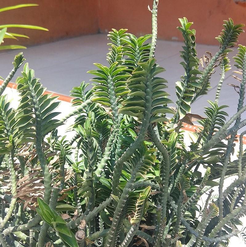 Euphorbia tithymaloides 'Nana' ~ Dwarf Devil's Backbone-ServeScape