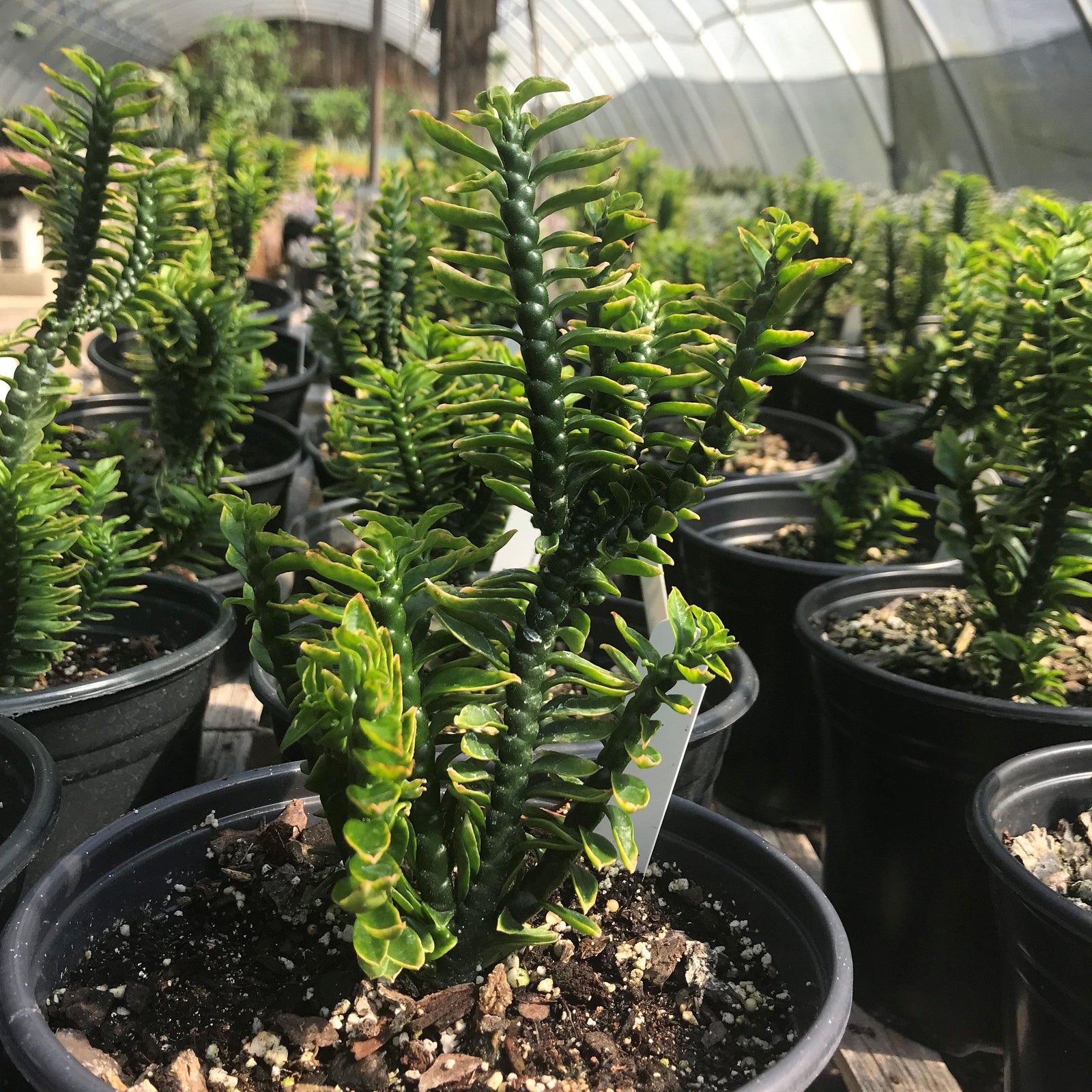Euphorbia tithymaloides 'Nana' ~ Dwarf Devil's Backbone - Delivered By ServeScape