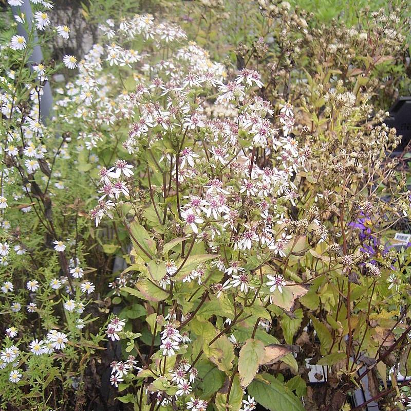 Eurybia divaricata ~ White Wood Aster-ServeScape