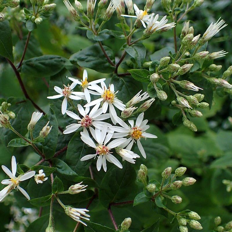 Eurybia divaricata ~ White Wood Aster-ServeScape