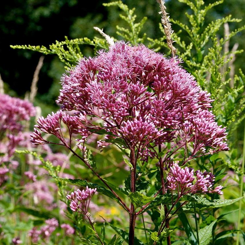 Eutrochium purpureum 'FLOREUPRE1' ~ Euphoria™ Ruby Joe-Pye Weed, Sweet Joe Pye-ServeScape