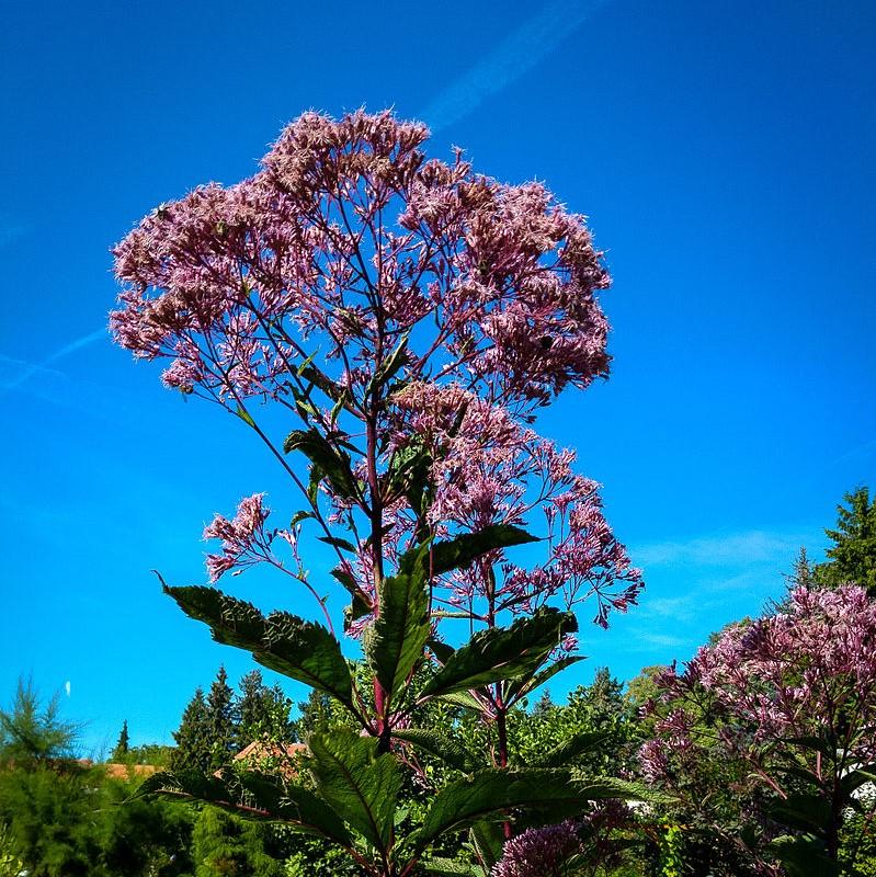 Eutrochium purpureum ~ Joe-Pye Weed, Sweet Joe Pye-ServeScape