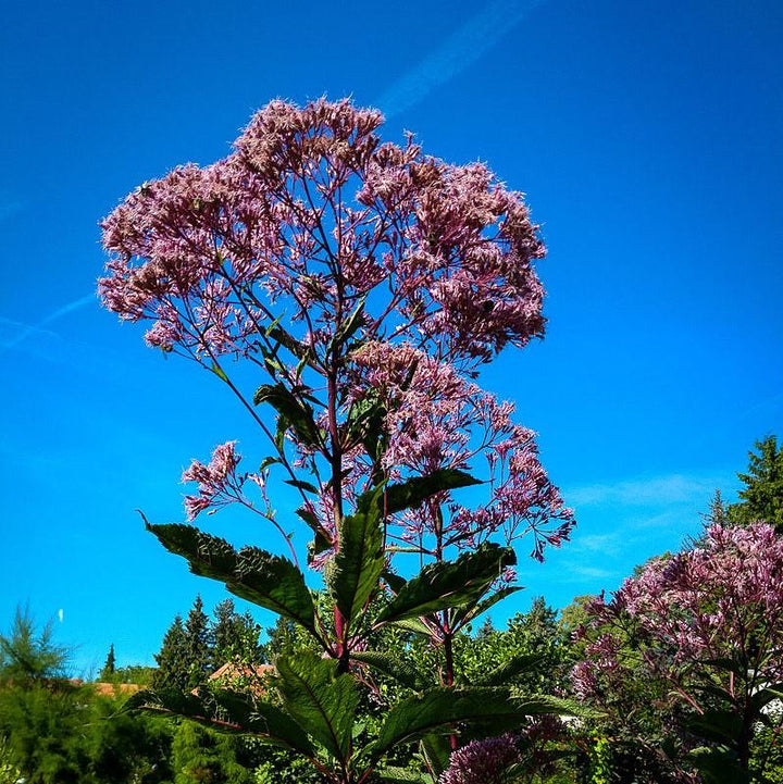Eutrochium purpureum ~ Joe-Pye Weed, Sweet Joe Pye-ServeScape